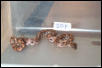 SOLD. 2002 Female BRB #20
