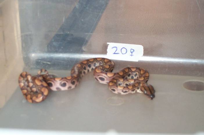 SOLD. 2002 Female BRB #20