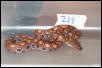 ON HOLD.2002 Female BRB #21