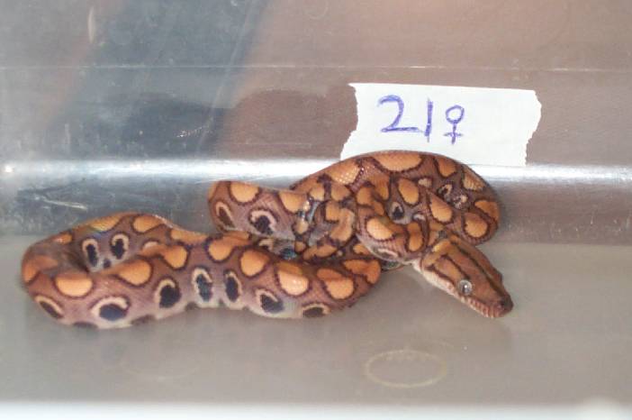 ON HOLD.2002 Female BRB #21