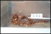 2002 Female BRB #22