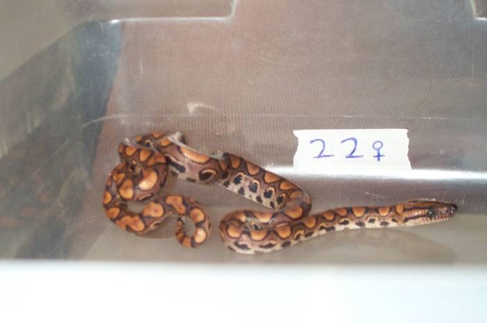 2002 Female BRB #22