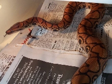 2 year old male BRB