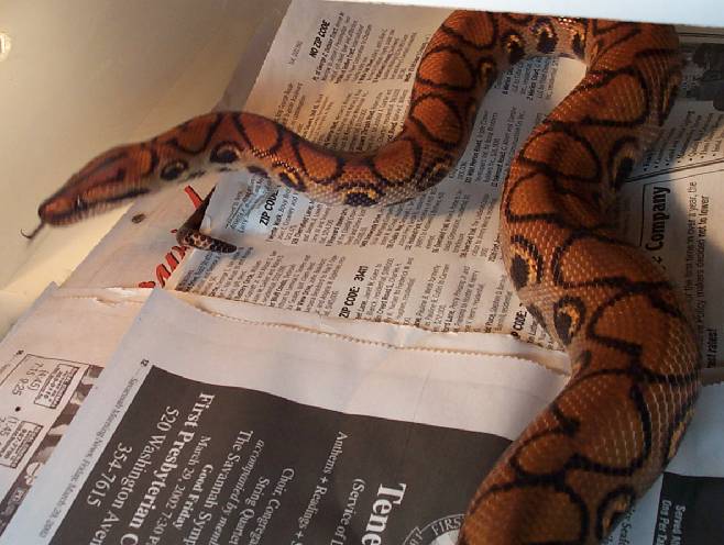 2 year old male BRB