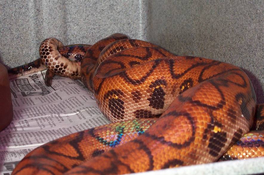 mating BRBs