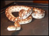Argentinian Rainbow Boa