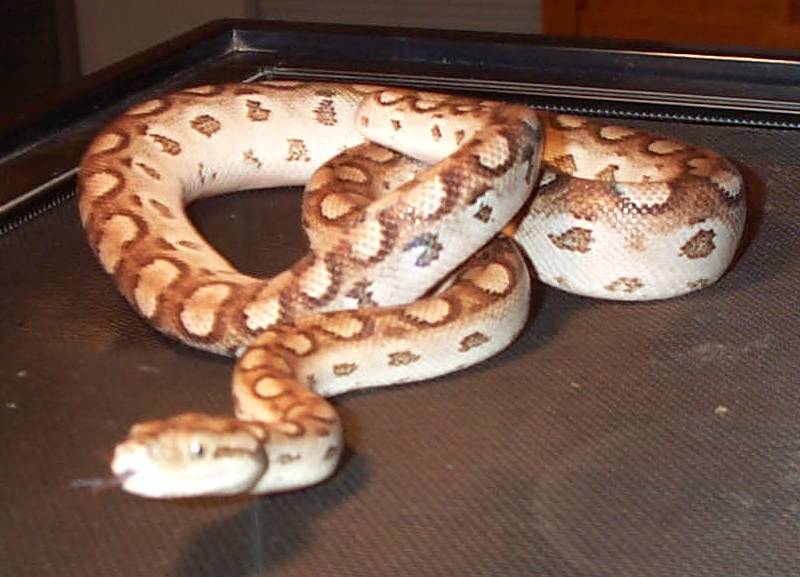 Argentinian Rainbow Boa