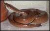 Colombian Rainbow Boa.