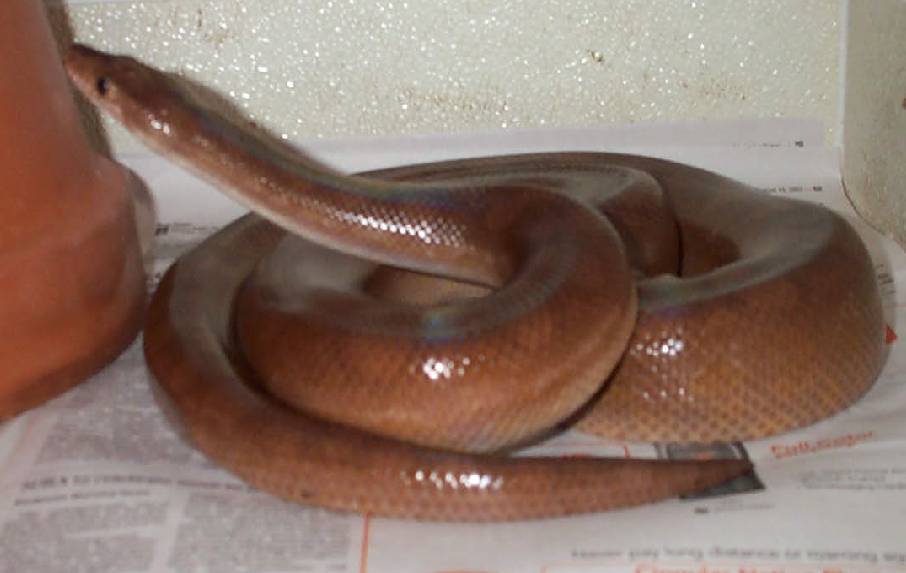 Colombian Rainbow Boa.