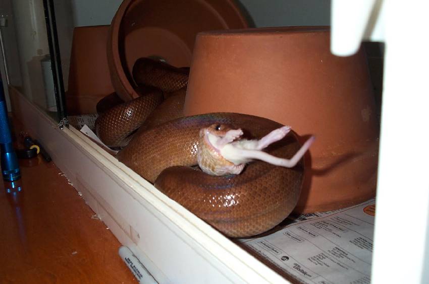 Adult Colombian Rainbow enjoying a rat.