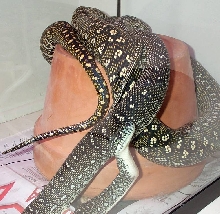 Diamond Pythons