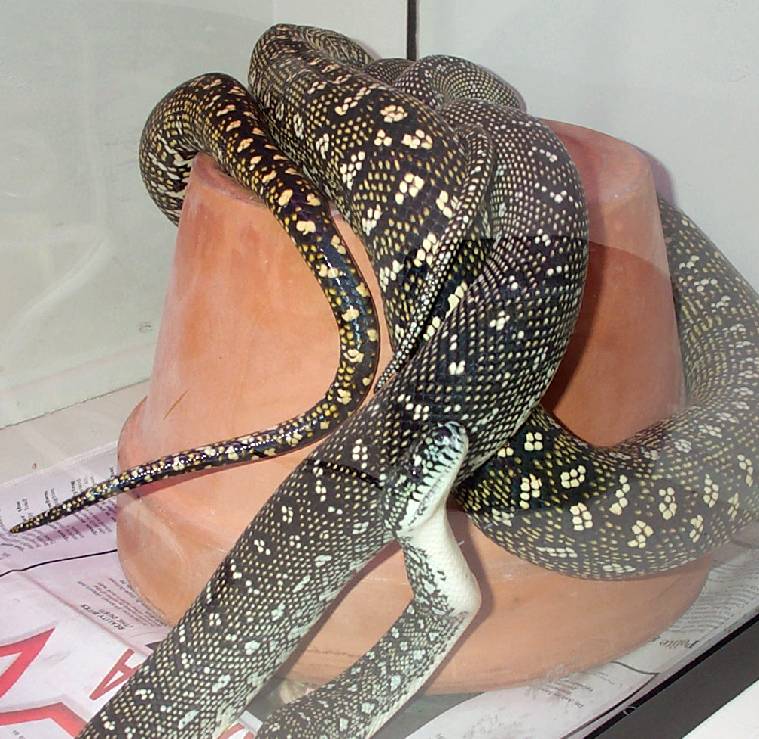 Diamond Pythons