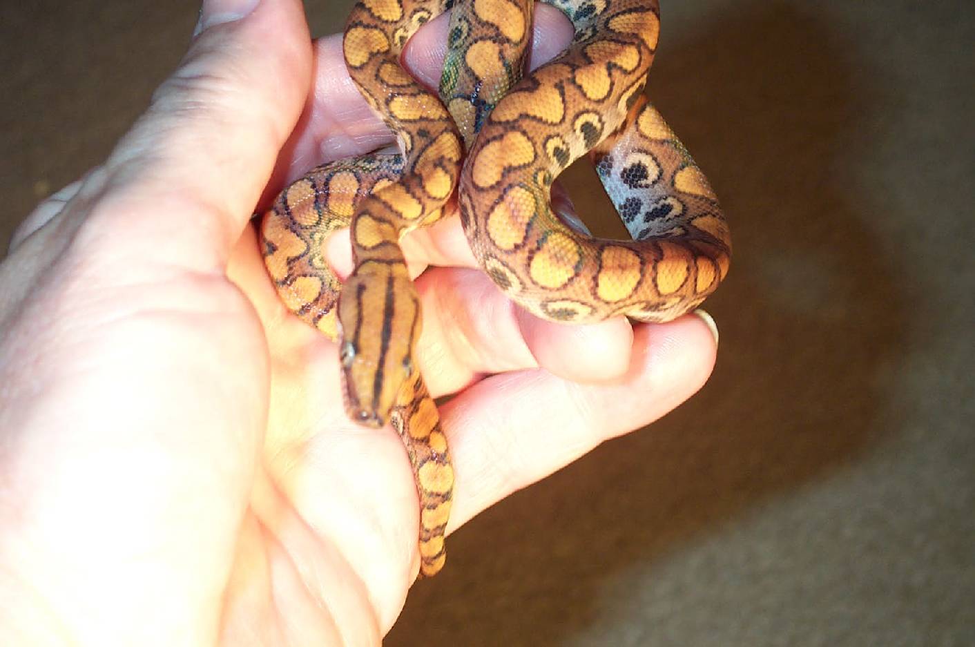 Lorio Female BRB