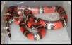 2001 Female Black Milk Snake