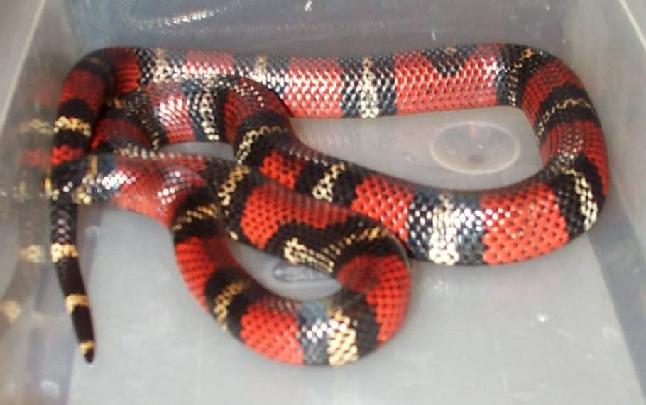 2001 Female Black Milk Snake