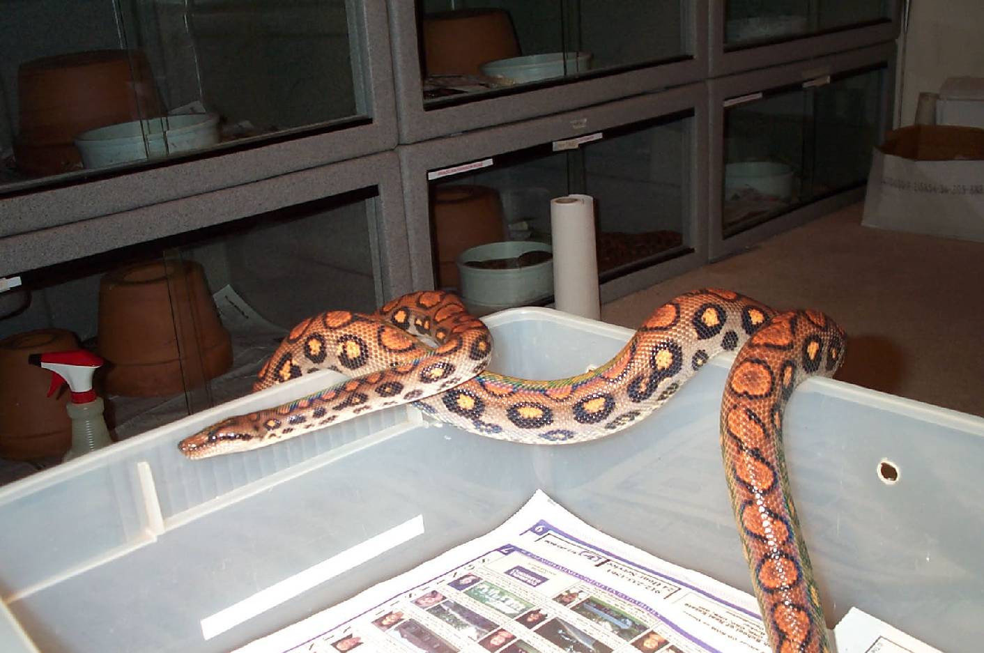 Female BRB