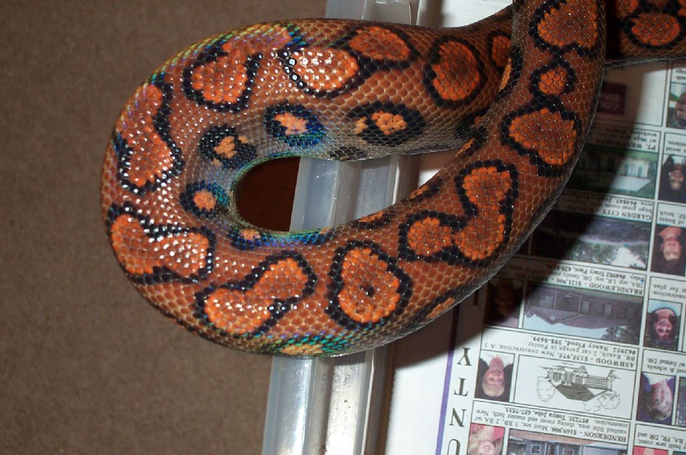 Female BRB