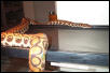 Adult Female Peruvian Rainbow Boa