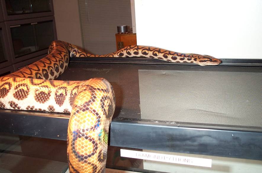 Adult Female Peruvian Rainbow Boa
