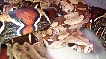 Surinam Redtail Boas