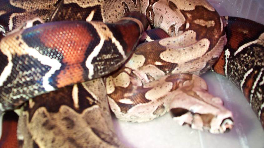 Surinam Redtail Boas
