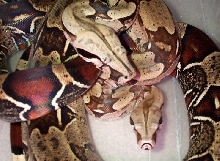 Surinam Redtail Boas