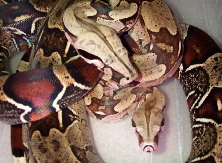 Surinam Redtail Boas