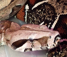 Surinam Redtail Boas