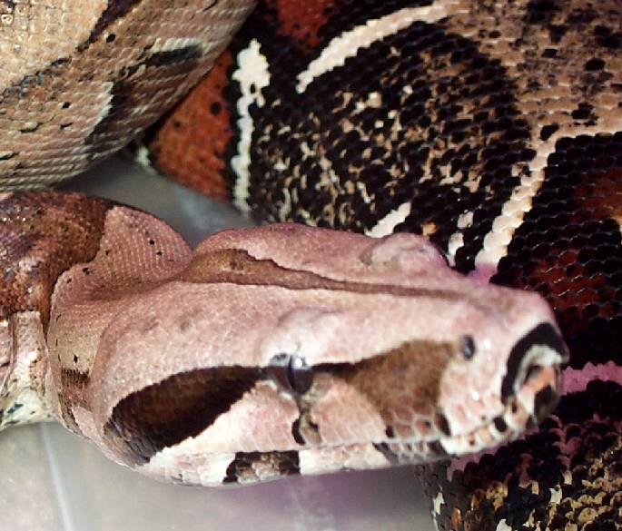 Surinam Redtail Boas