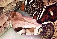 Surinam Redtail Boas