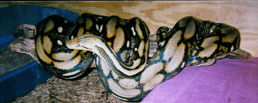 My Raja