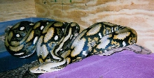 My Raja#3