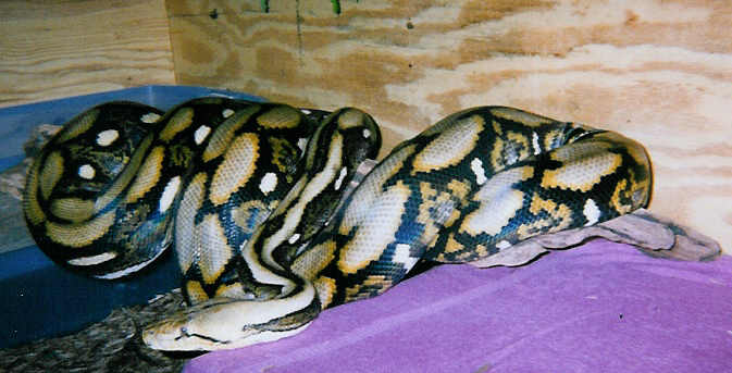 My Raja#3