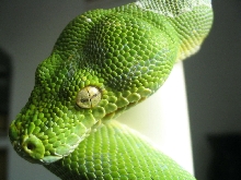 not perfet shed