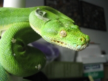 bad shed - right side