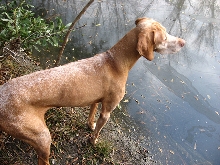 Otto at the Pond 1