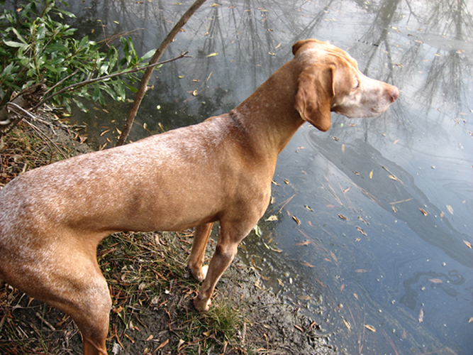 Otto at the Pond 1