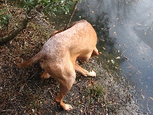 Otto at the Pond 2