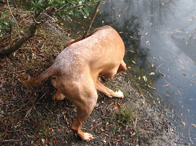 Otto at the Pond 2