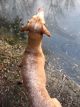 Otto at the Pond 3