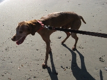 Otto at the Beach once more