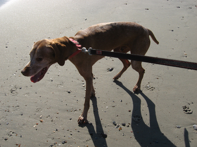 Otto at the Beach once more