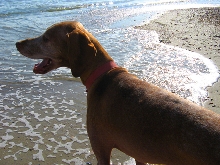 Otto at the Beach closeup