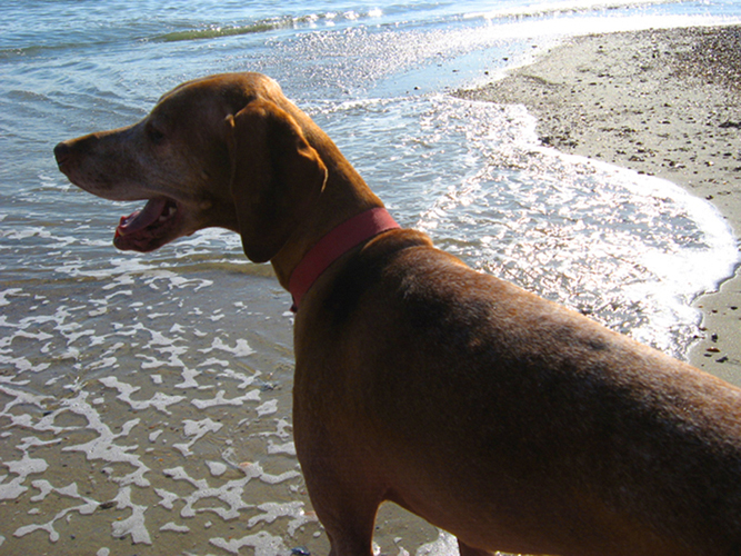 Otto at the Beach closeup