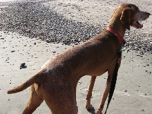 Otto at the Beach profile