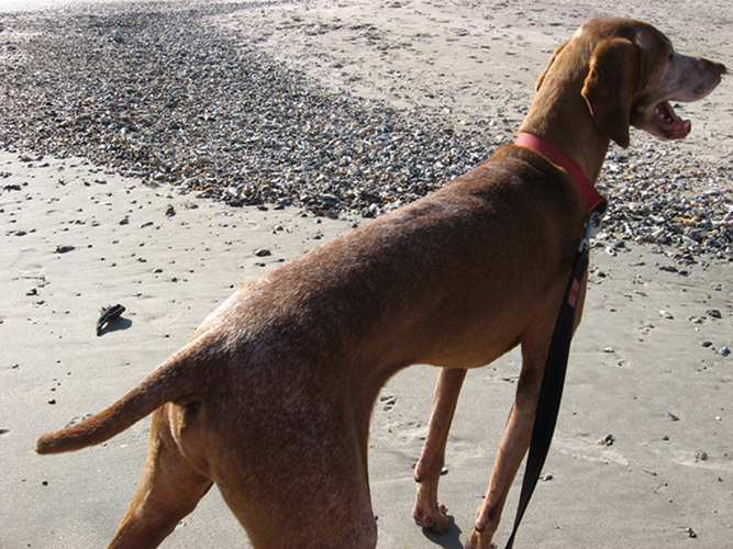 Otto at the Beach profile