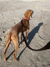 Otto at the Beach again
