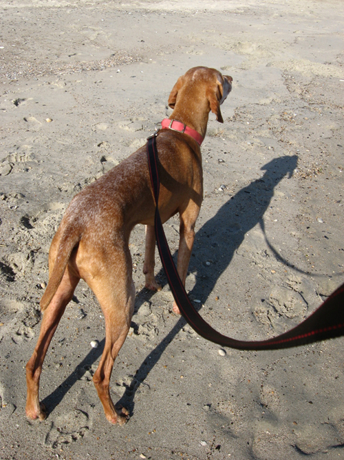 Otto at the Beach again