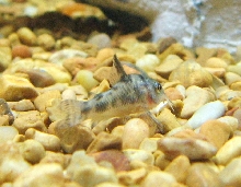 Corydoras Catfish