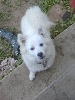 Dogee'